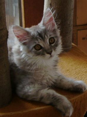 Maine Coon Kätzchen     !!! kleiner weißer Tiger !!!