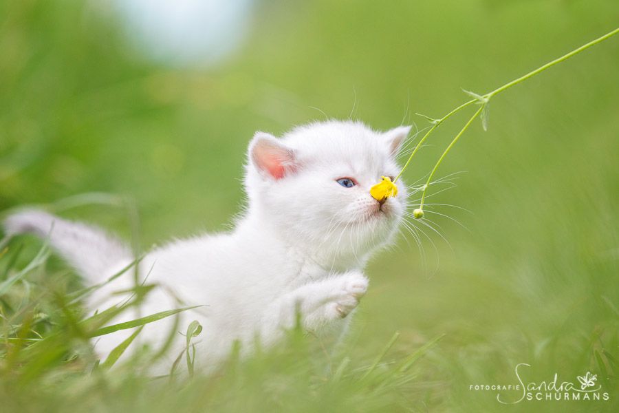 Tapsige Welteroberer suchen...