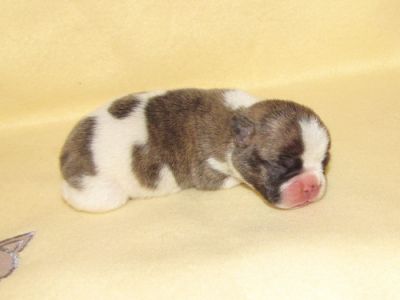 Französische Bulldoggen in Reverse