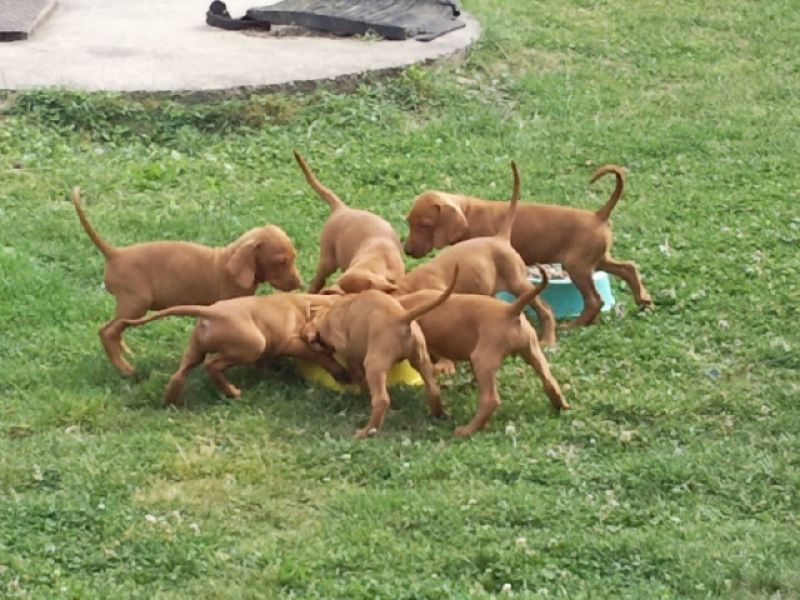  Reinrassige Magyar Vizsla Welpen suchen neue Familie