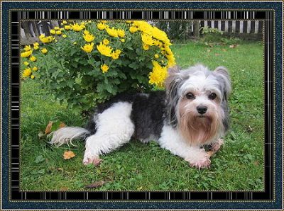 Hundepflege allround auch Hausbesuche möglich