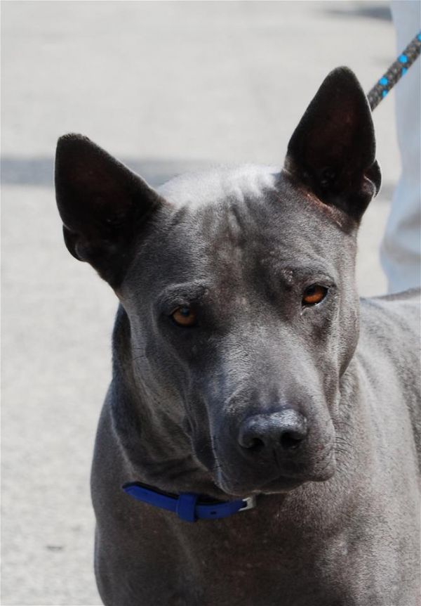 Thailand ridgeback