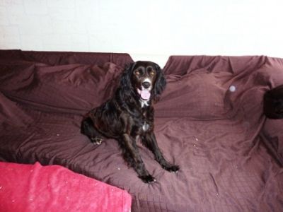 Sita – Super schöne, super anhängliche Kandidatin für die Familiencouch!