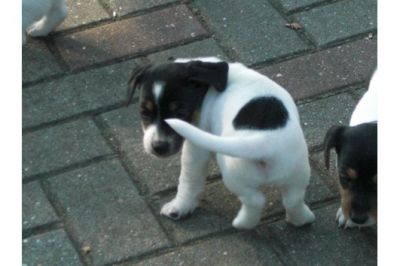 Jack Russell Welpen 