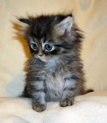 Fünf bildhübsche Perserbabys zu verkaufen!!!