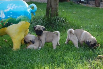 Mops welpen