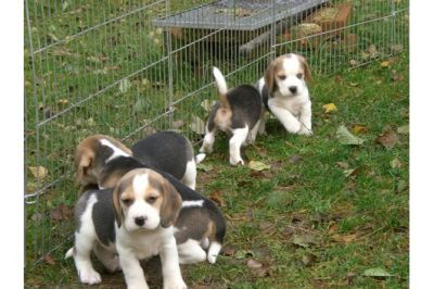 Beaglewelpen vom Züchter mit Papiere