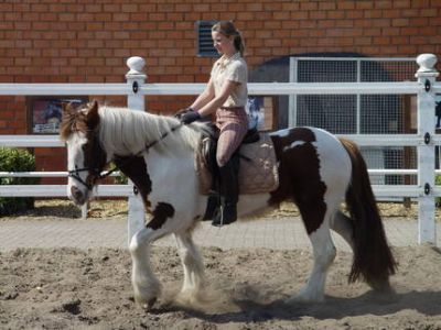 Tinker Stute geritten und zweispännig gefahren