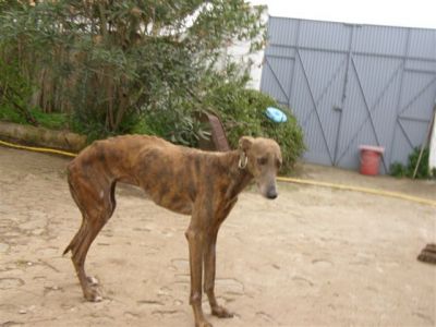 Alexa – Sind Herz & Couch bereit für diese einmalig schöne Galga ?!