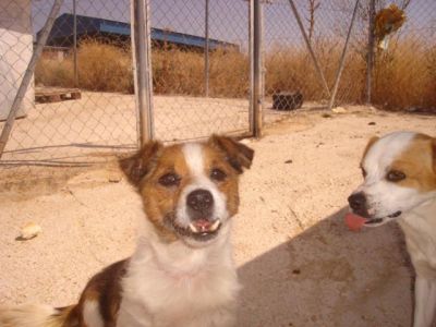 Vito – Ganz dringlicher, besonderer Kandidat für eine liebevolle Couch!