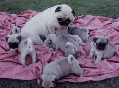 Mops Welpen, gechipt, geimpft usw. 