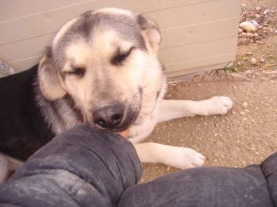 Rista – Vergessenes, loyales Juwel bittet sanft um Couchplatz!