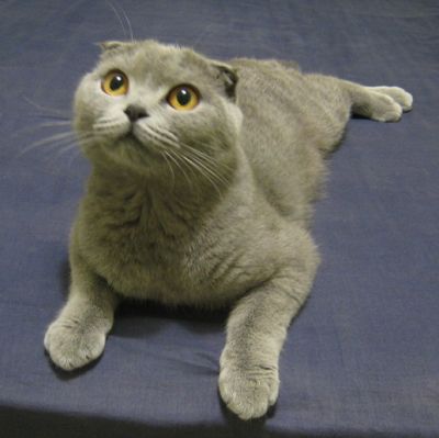 Scottish Fold