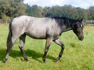 Quarterhorse Hengst 2 Jahre in blue roan