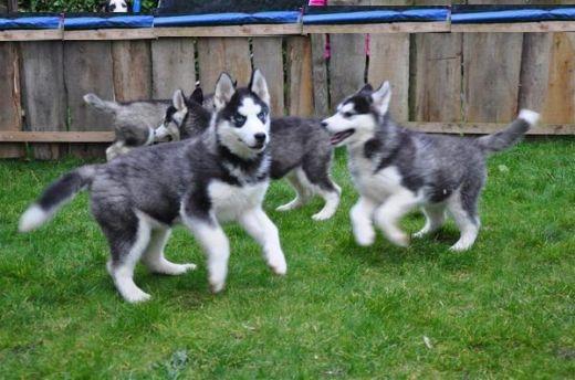 Siberian Husky Welpen Sibirische Huskywelpen
