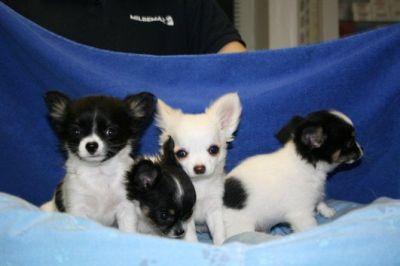 Gesunde Chihuahua Welpen-kurze und Langhaar 