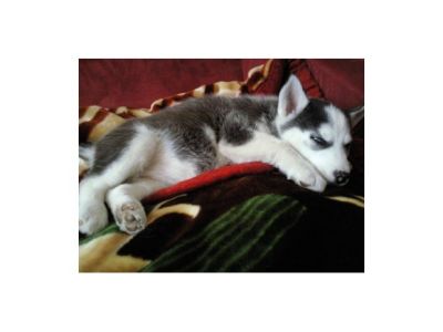 wunderschöne Husky Welpen mit Papieren