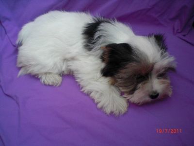 Reinrassige Biewer Yorkshire Terrier Hündin a la pom pon