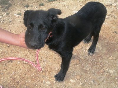 Merryweather – Reizende „Black Lady“ für die fröhliche Familiencouch!