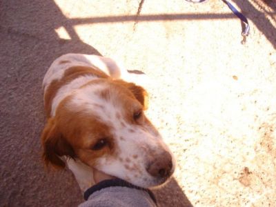 Tanga – Entzückende, kleine Fellnase schöpft Hoffnung