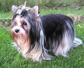 Biewerdeckrüde hat noch Termine frei