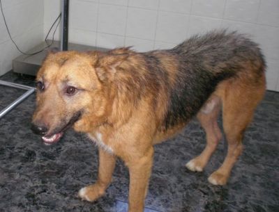 Notfall - Lobón ... wird jetzt alles gut werden???