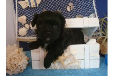 Zuckersüßer Bolonka Zwetna Welpe!! 