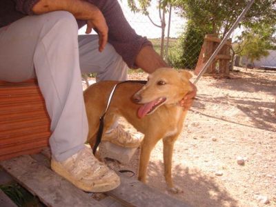 Roxi – Spanische Blondie mit wundervollem Charakter bittet um Familienanschluß!