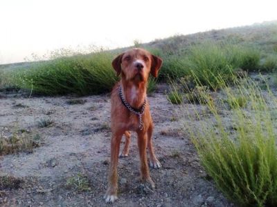 Rufo – Liebevoller, häuslicher Sunnyboy verliert sein Zuhause!