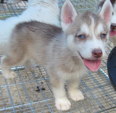 Siberian-Husky-Welpen 
