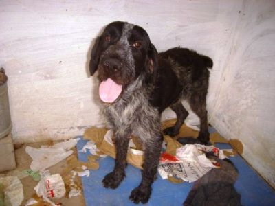 Forte – Noblesse, Loyalität und Schönheit bitten um Couch für’s Leben!