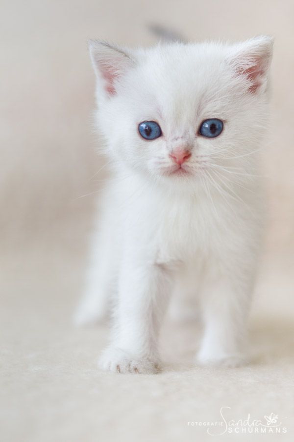 Zauberhafte Britenkinder suchen... 