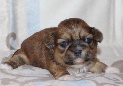 Shih Tzu Welpen für sofort oder später mit Papieren