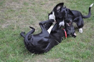 Tierpsychologie Dresden