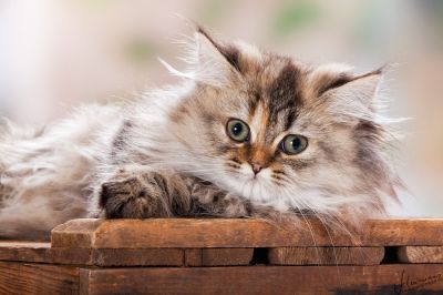 Zuckersüßes Highlander Prinzesschen sucht... 