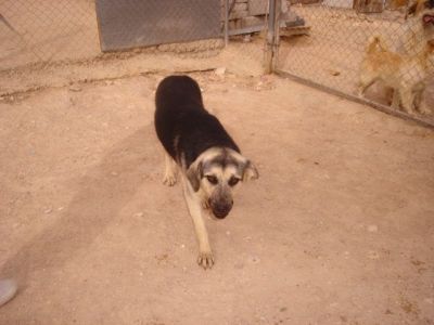 Rista – Vergessenes, loyales Juwel bittet sanft um Couchplatz!