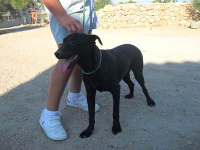 Charlie – Kinderfreundlicher „Man in Black“ im Familien Suchmodus!