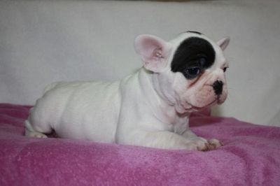 Französische Bulldoggwelpen mit Papieren!