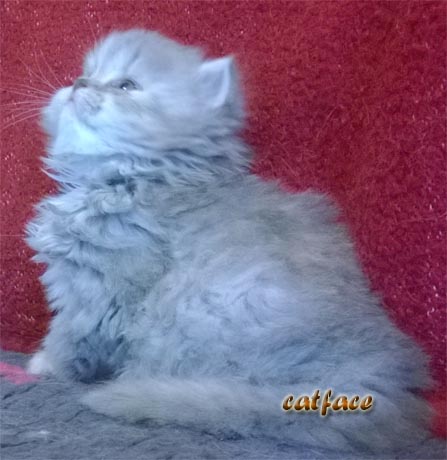 Perser Kitten, Perser Babys, reinrassig m.Stammbaum