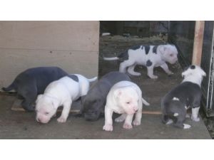 American Pit Bull Terrier  Welpen 