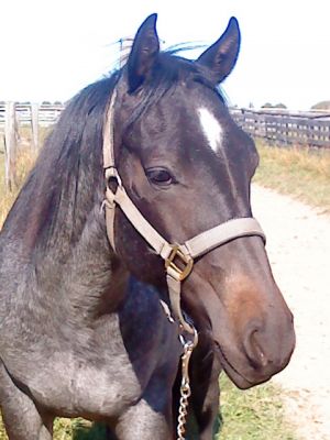 Quarterhorse Hengst 2 Jahre in blue roan