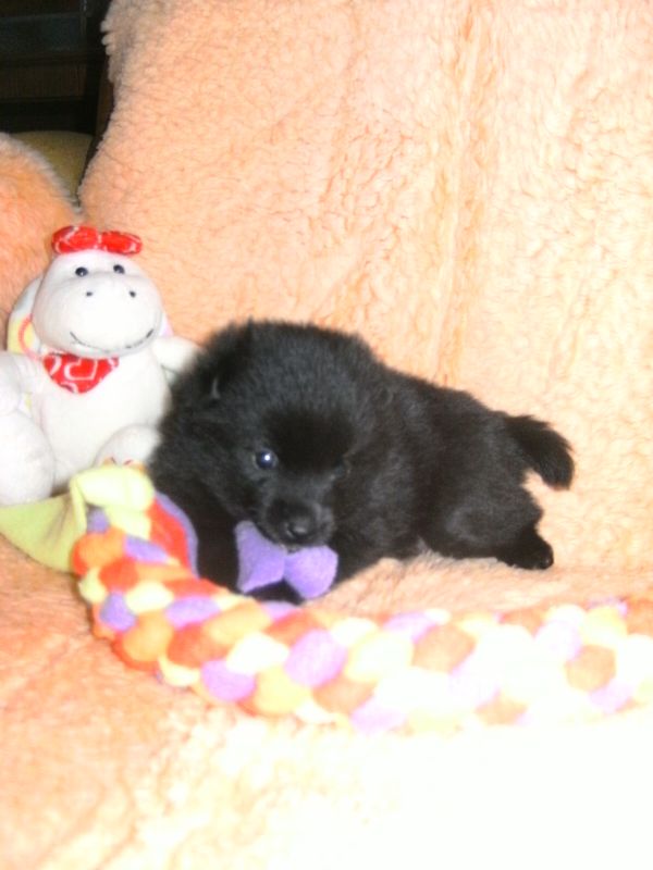 Schipperke welpen zu verkaufen !