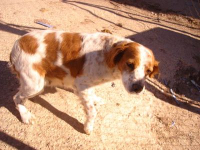 Tanga – Entzückende, kleine Fellnase schöpft Hoffnung