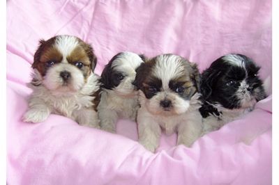 Shih Tzu Welpen, Hündin, schwarz-weiss, in liebevo