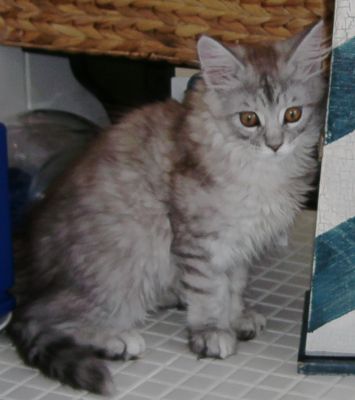 Maine Coon Kätzchen     !!! kleiner weißer Tiger !!!