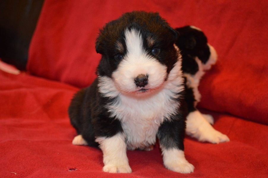 Australian Shepherd Welpen, in tollen Farben mit blauen Augen, 