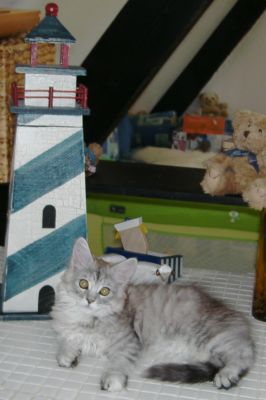 Maine Coon Kätzchen     !!! kleiner weißer Tiger !!!