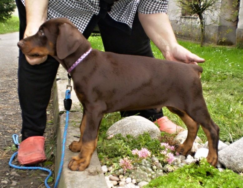 Dobermann - brauner Rüde - Welpe mit FCI Papieren aus CZ Zucht