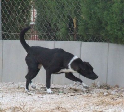 Mosquito – Handliches, ulkiges Männlein passend für jede Couch!