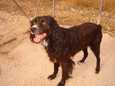 Sita – Super schöne, super anhängliche Kandidatin für die Familiencouch!